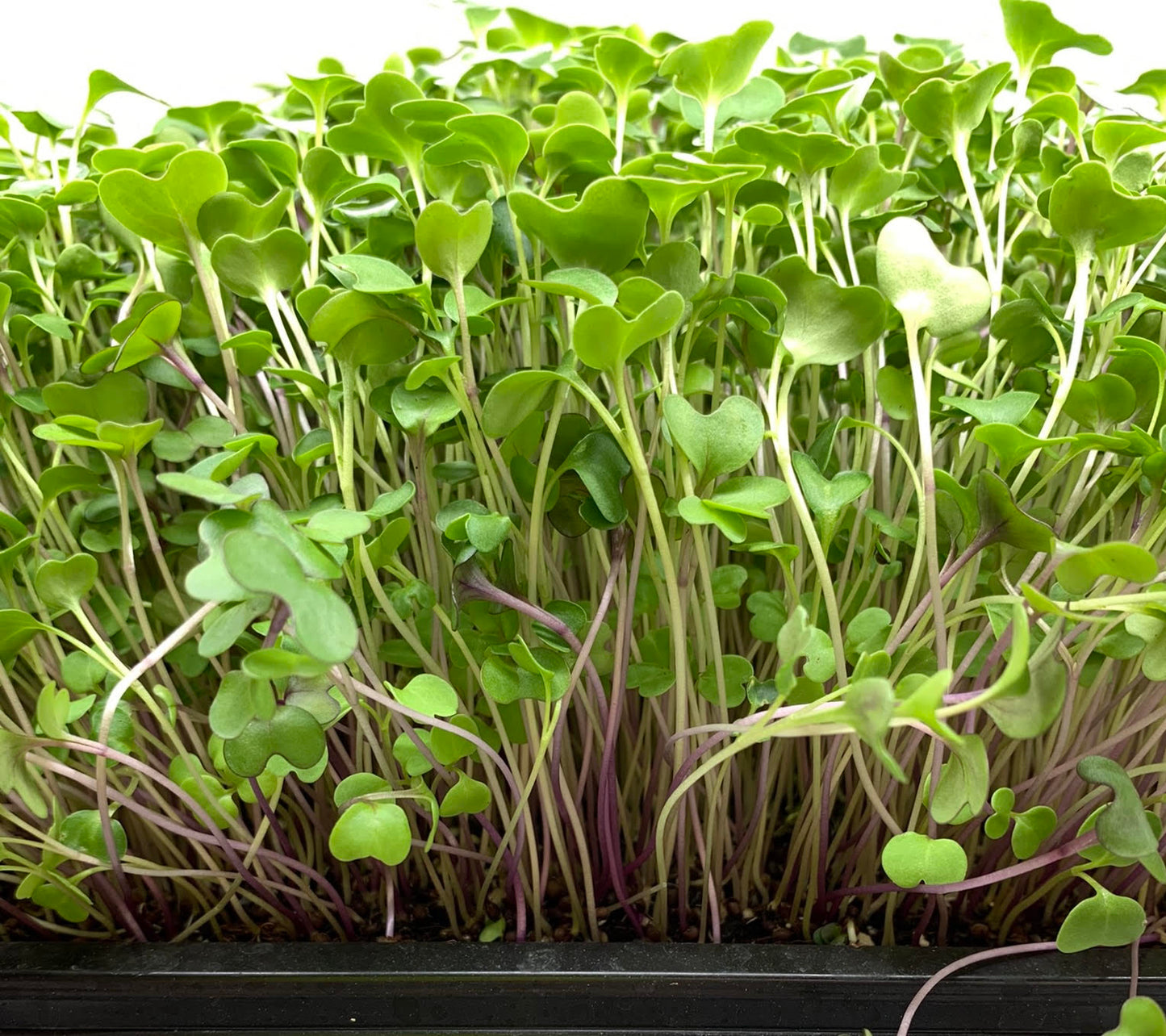 Worman Mill Basic Salad Mix Microgreens