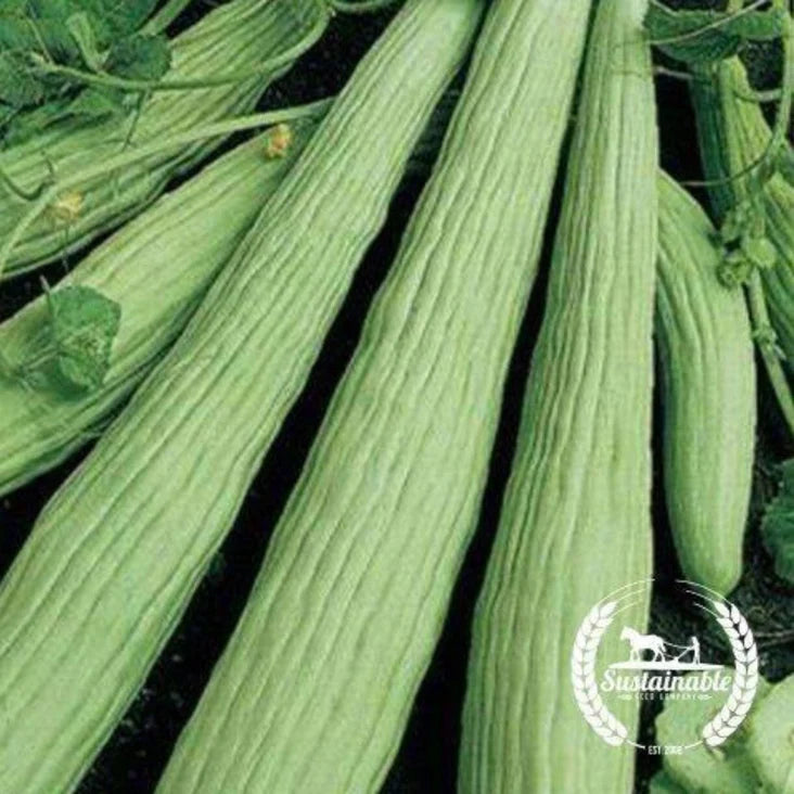 Armenian Cucumber