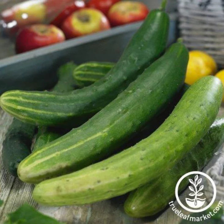 Garden Sweet Burpless Cucumber