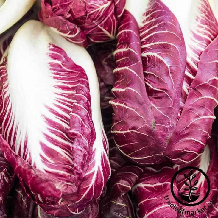Rouge de Verona Radicchio