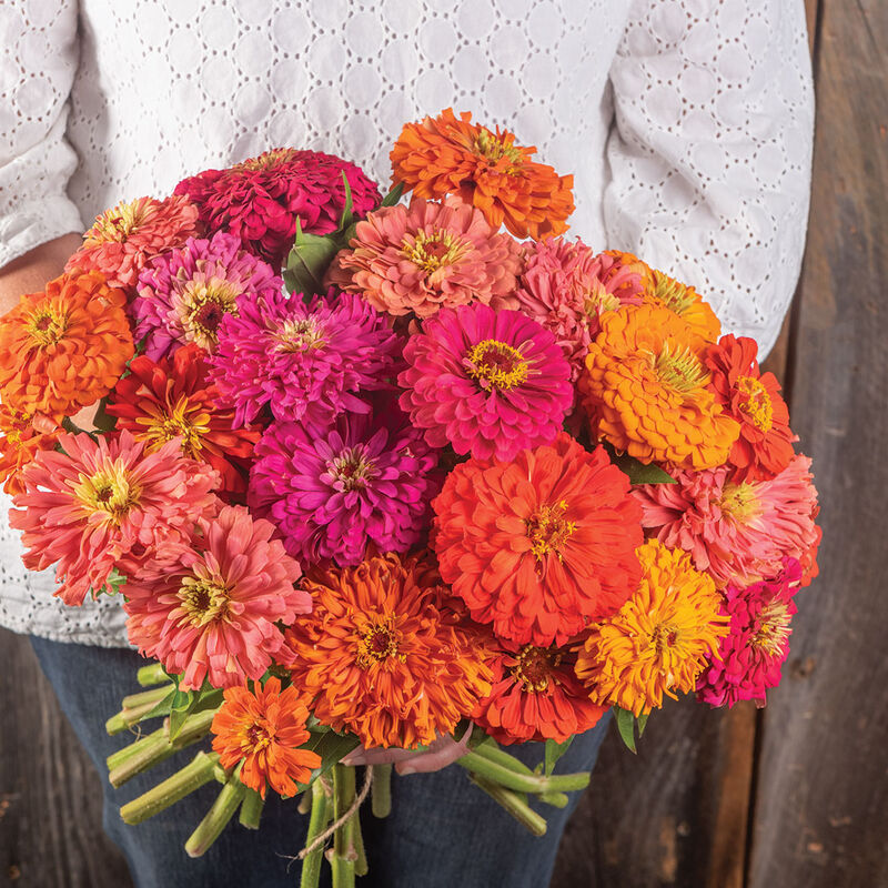 Jim Baggett's Choice Choice Zinnias
