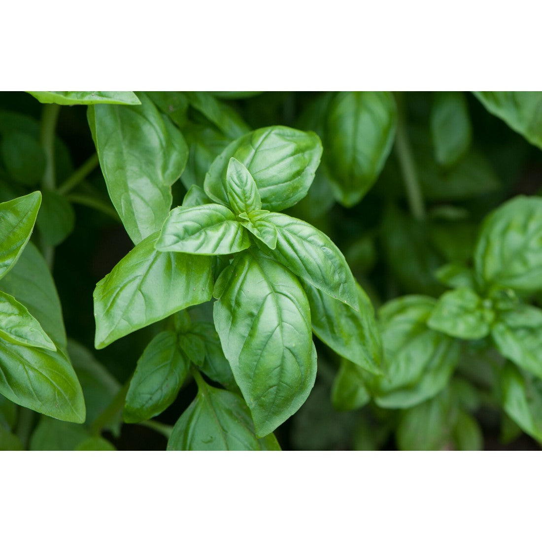 Sweet Basil