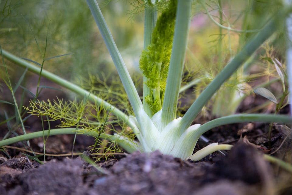 Finale Fennel