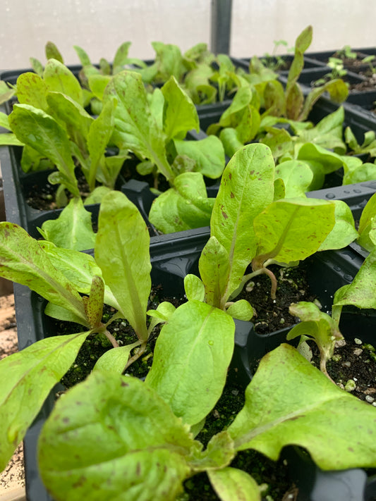 Lettuce 6-Packs