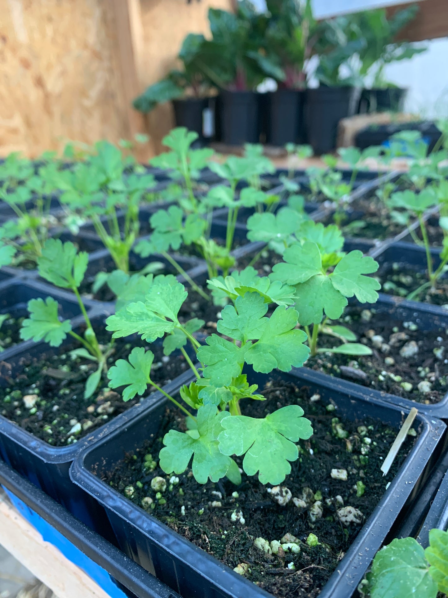 Giant of Italy Parsley