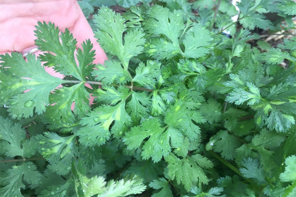 Slow-Bolt Cilantro