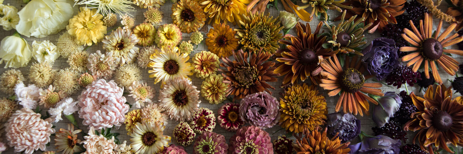 Cut Flowers