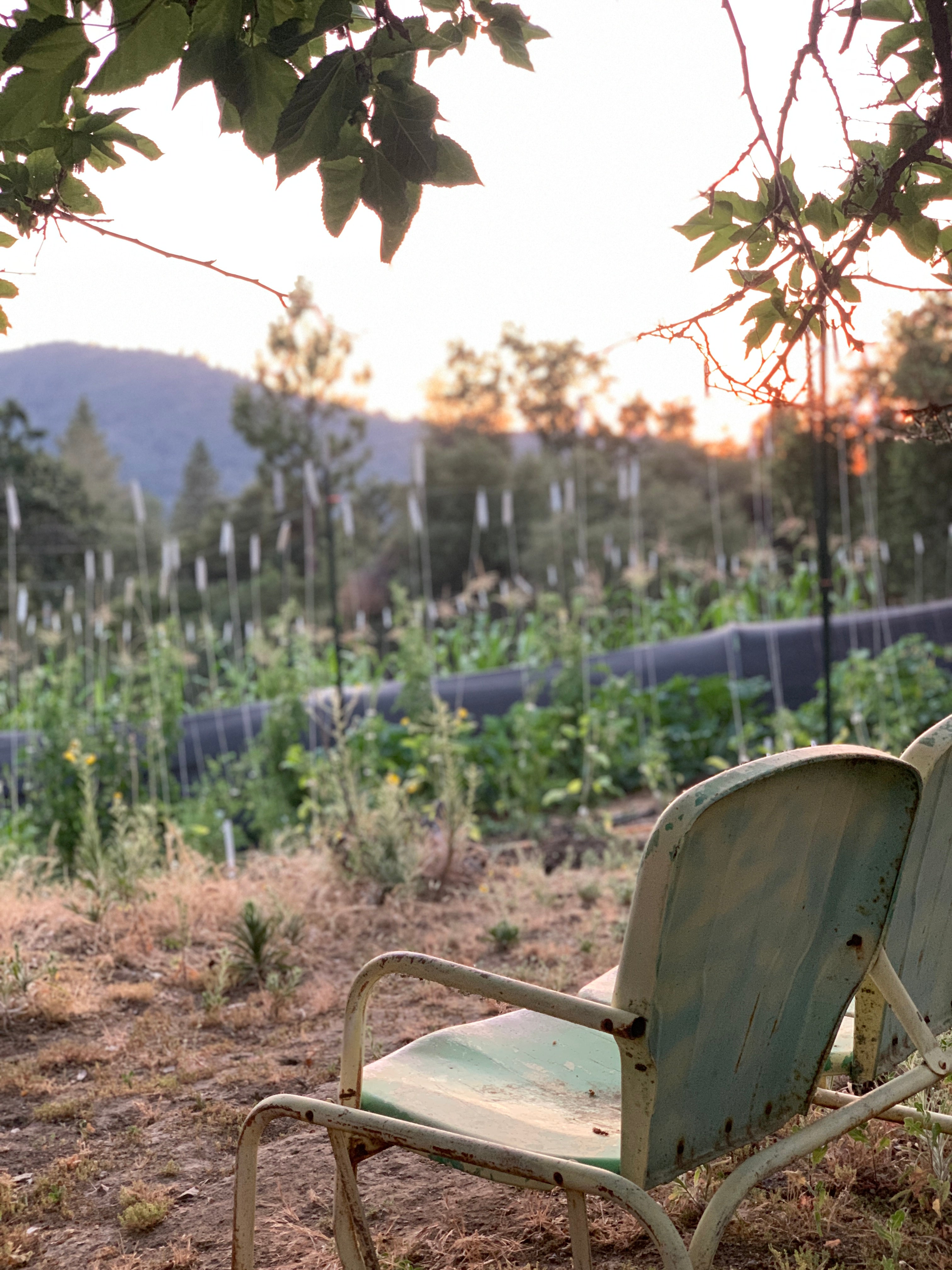Produce – The Farm at Worman Mill