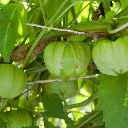 Toma Verde Tomatillo