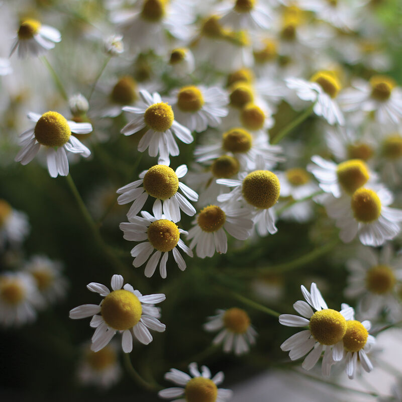 Chamomile