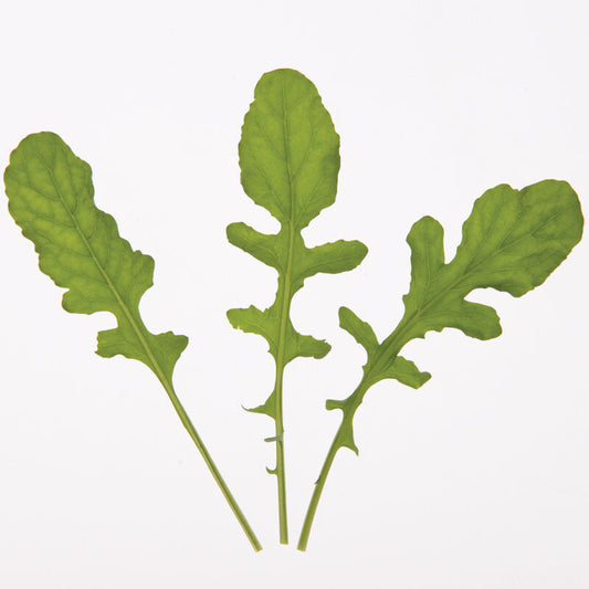 Arugula 6-Pack