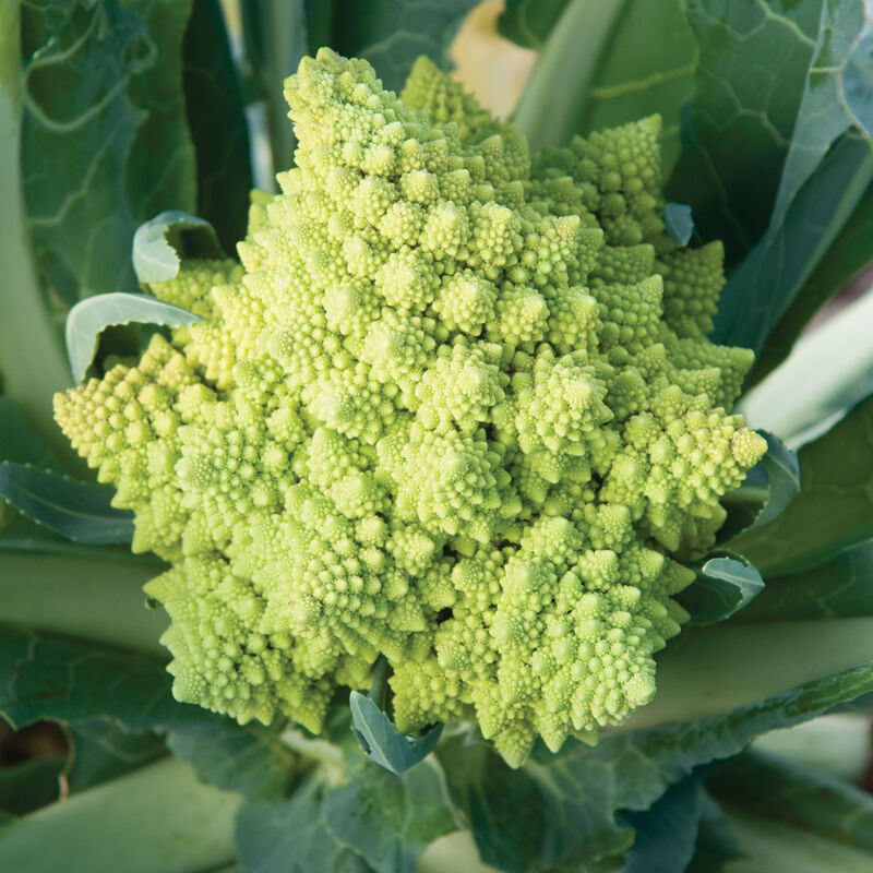 Veronica Cauliflower