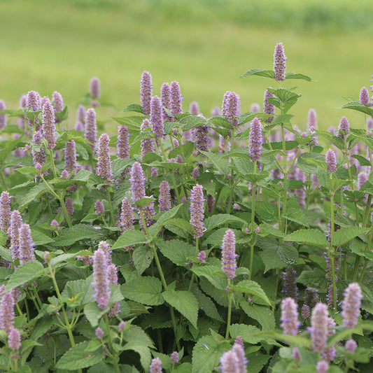 Anise Hyssop Herb