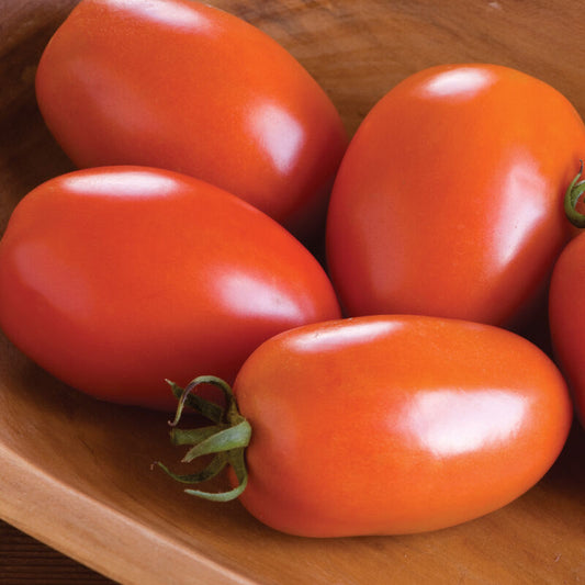 Amish Paste Tomato