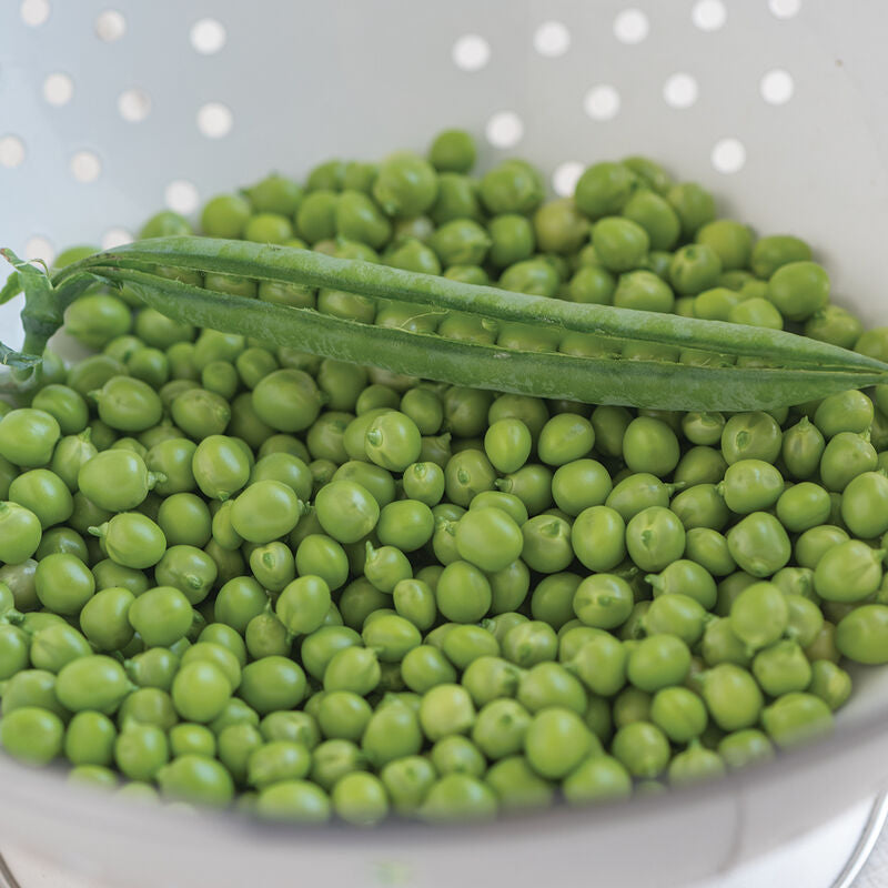 Shelling Pea 6-Pack