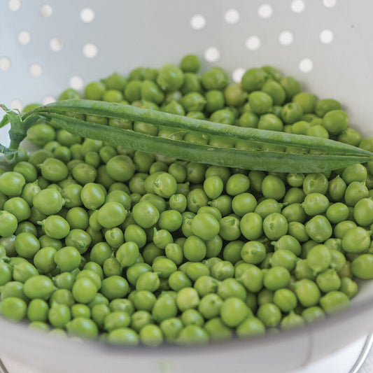 Shelling Pea 6-Pack