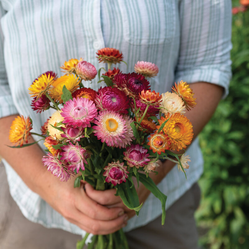 Strawflower 6-Pack