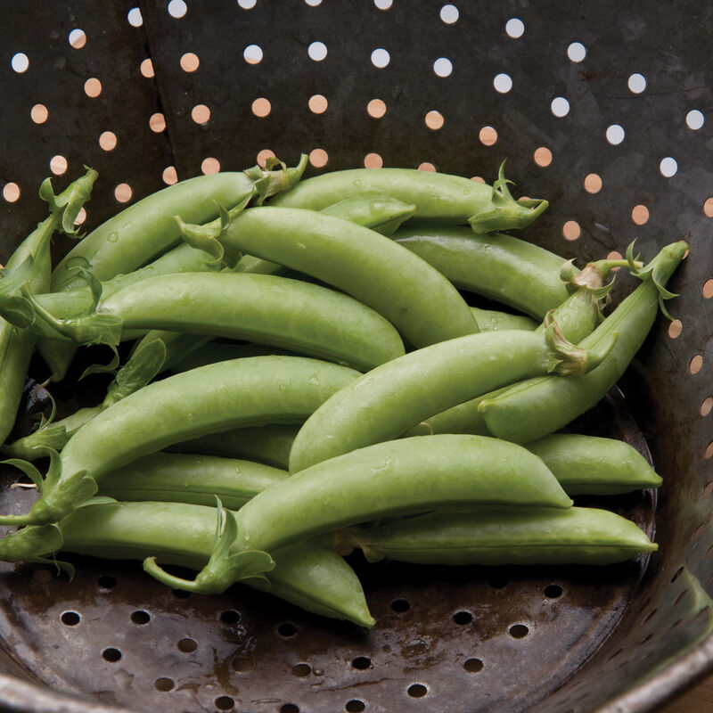 Sugar Snap Pea 6-Pack