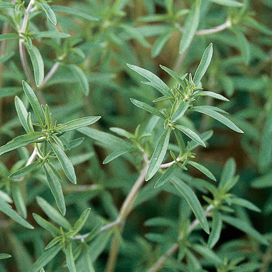 Summer Savory