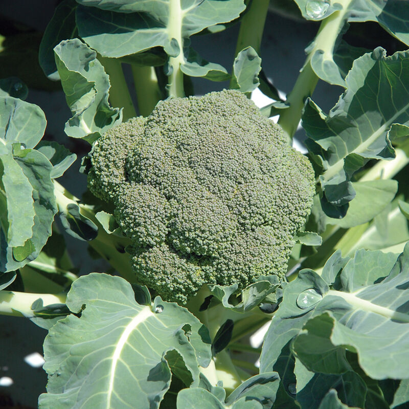 Belstar Broccoli