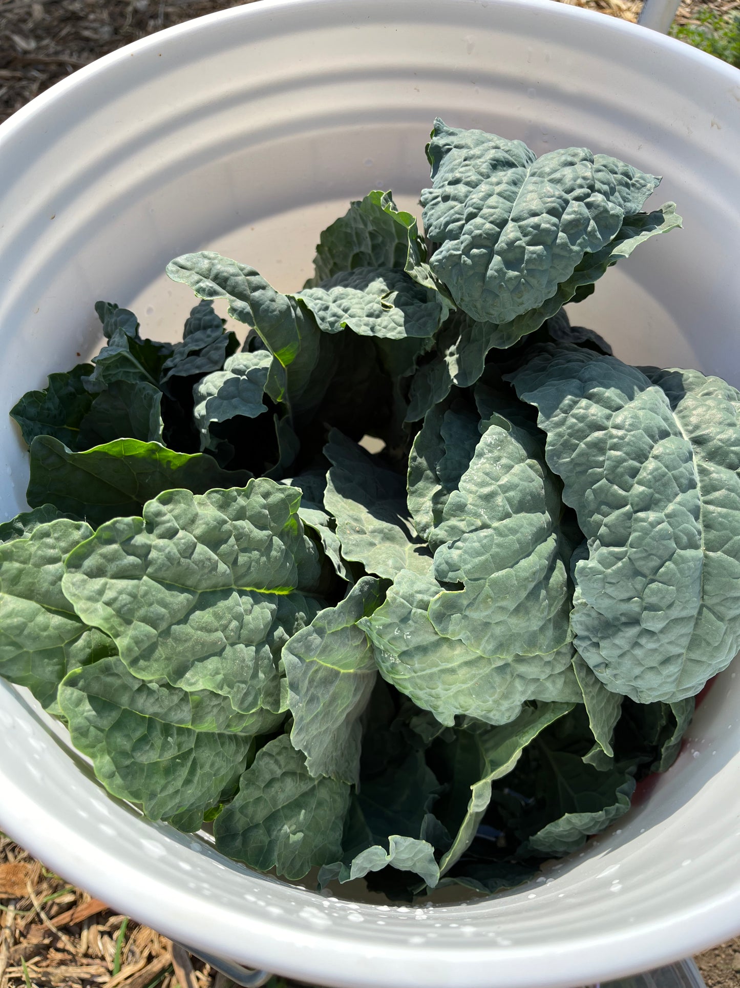 Black Magic Kale, fresh
