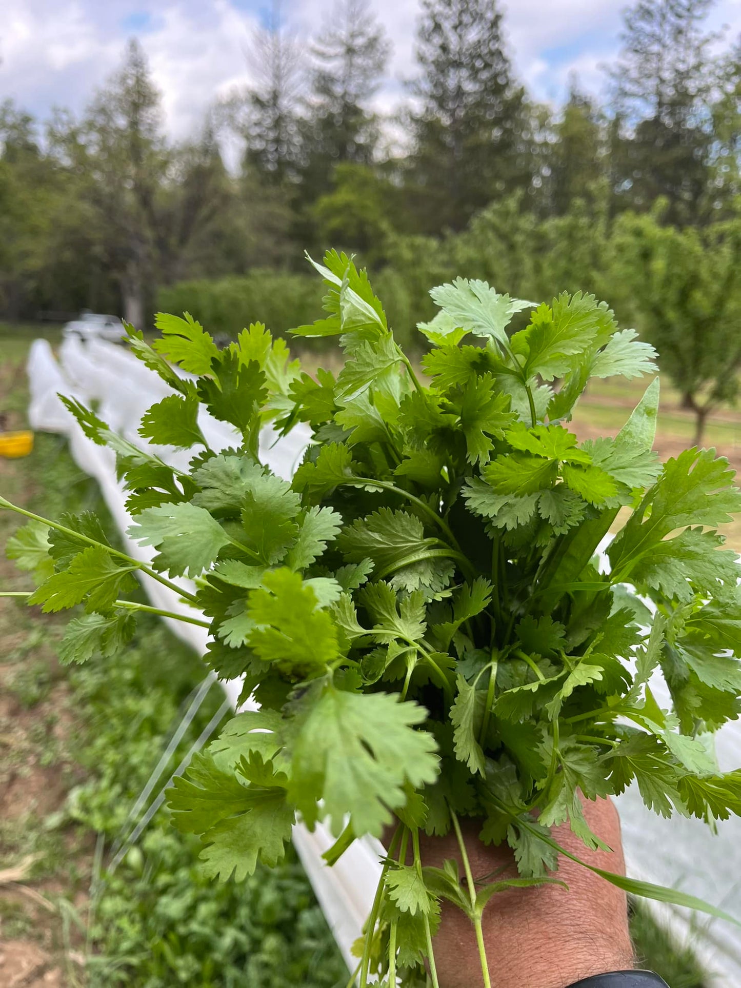 Fresh Cilantro