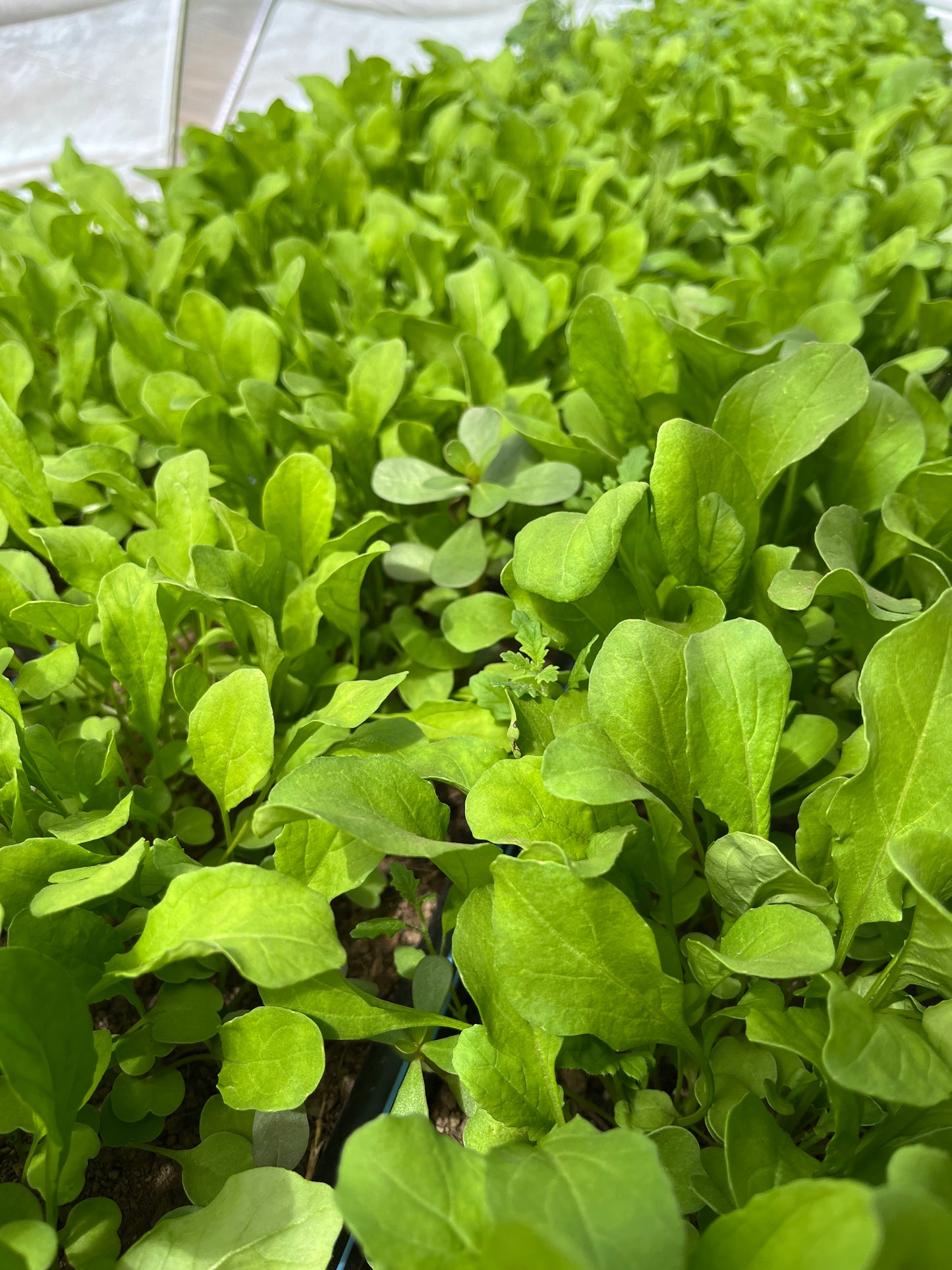 Fresh Arugula