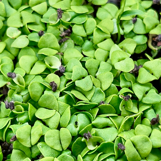 Basil Microgreens