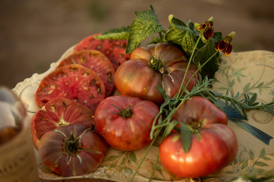Dwarf Rosella Purple Tomato