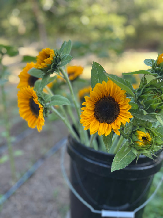Sunflower Bouquet