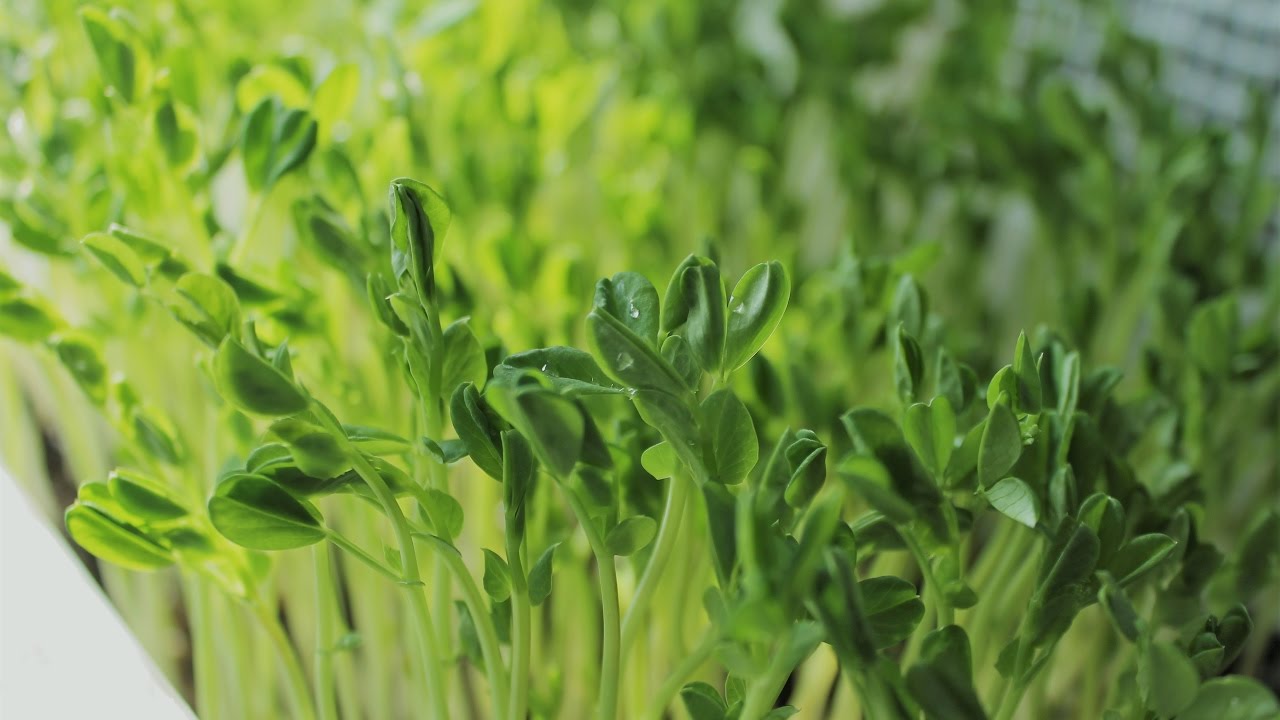 Pea Microgreens