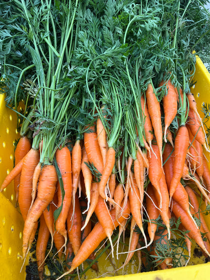 Fresh Carrots