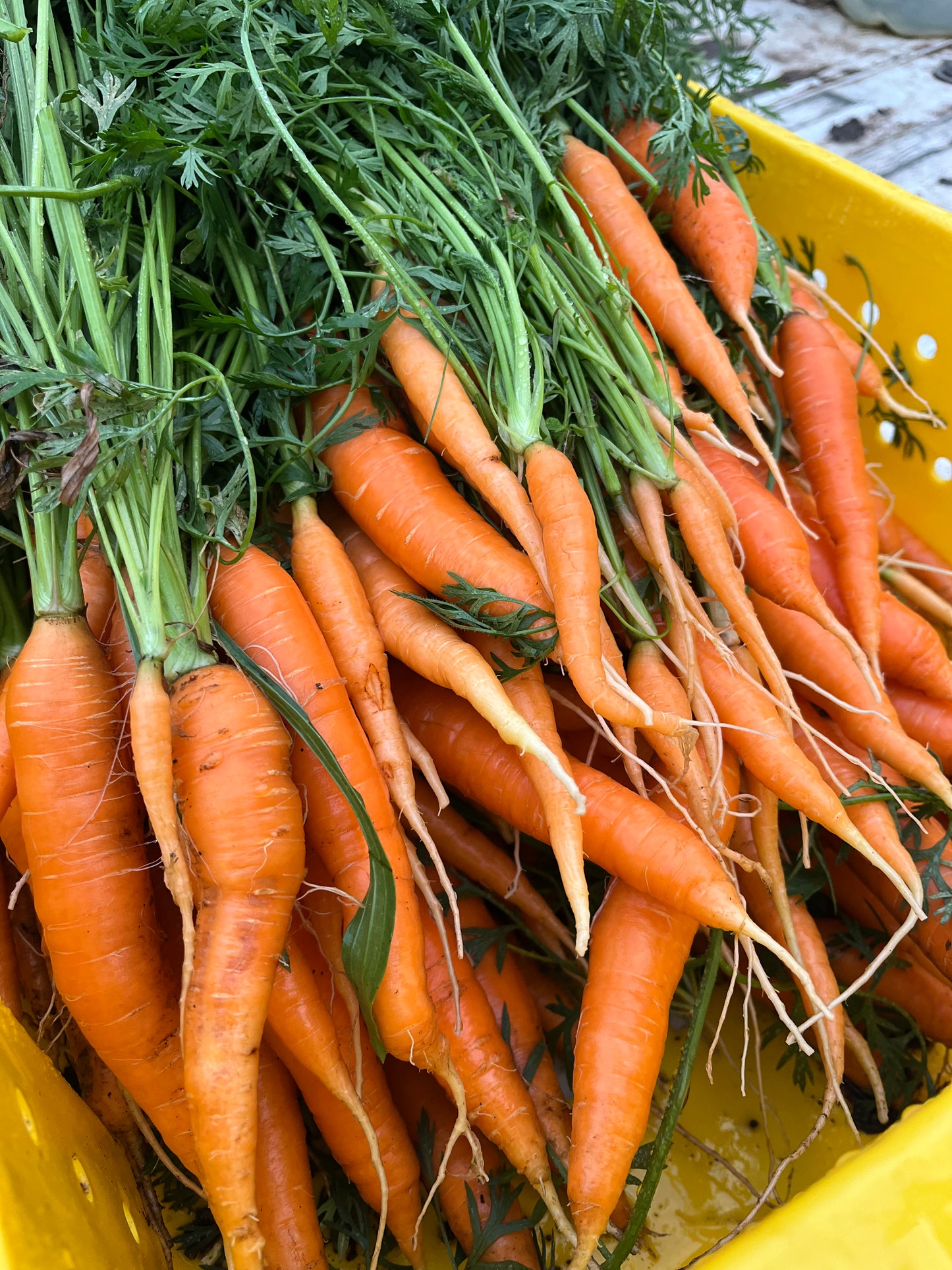 Fresh Carrots