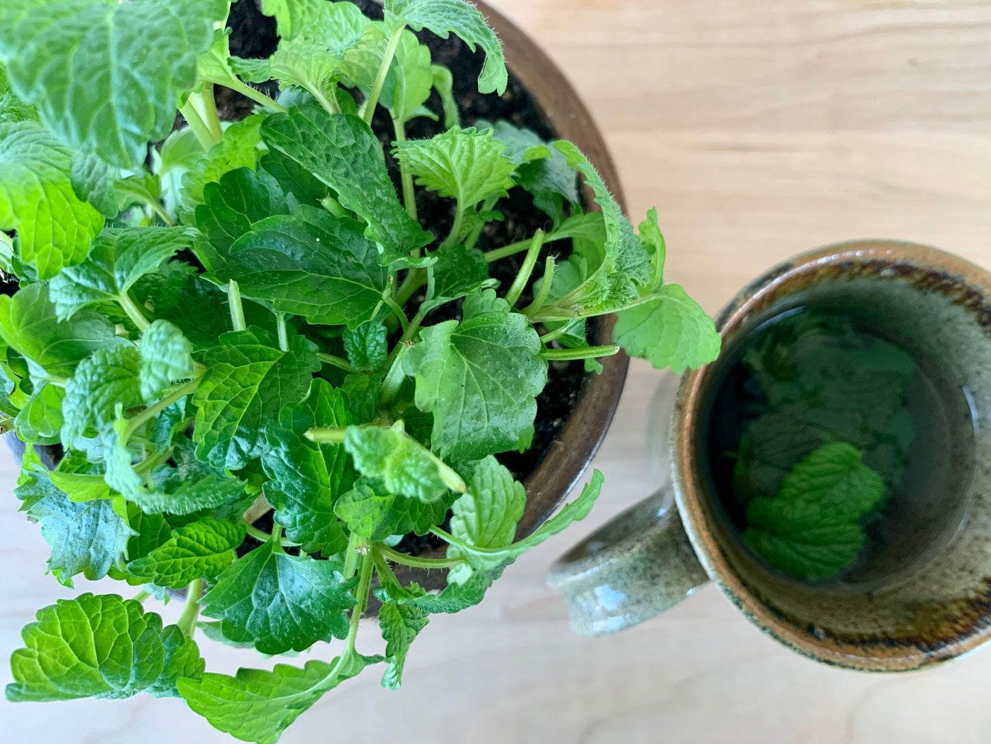 Lemon Balm