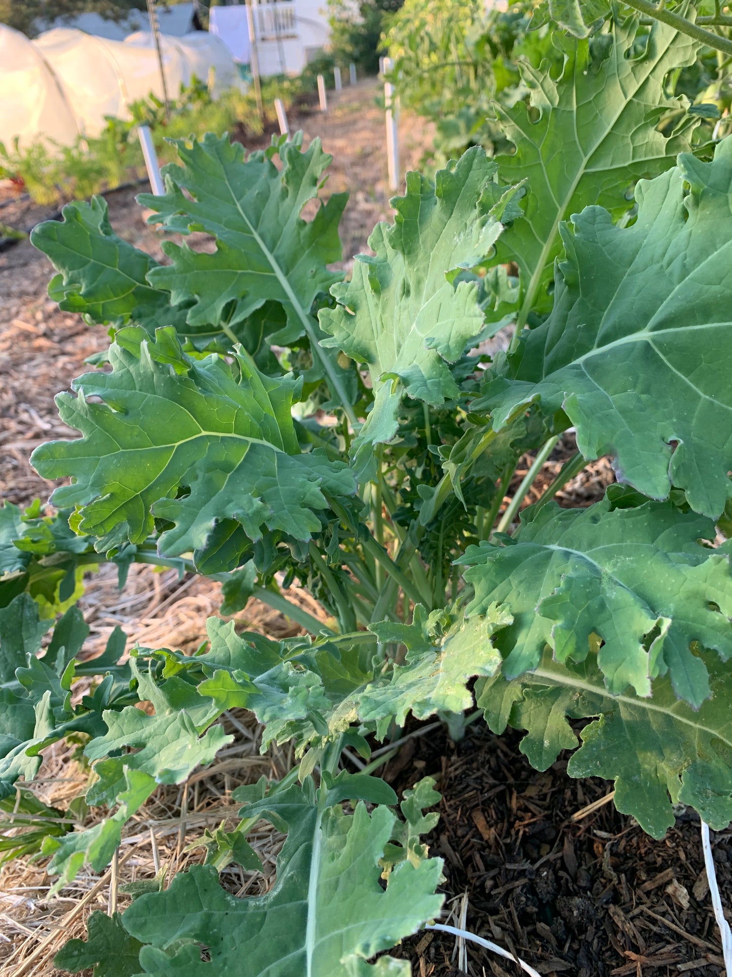 White Russian Kale – Fresh Produce