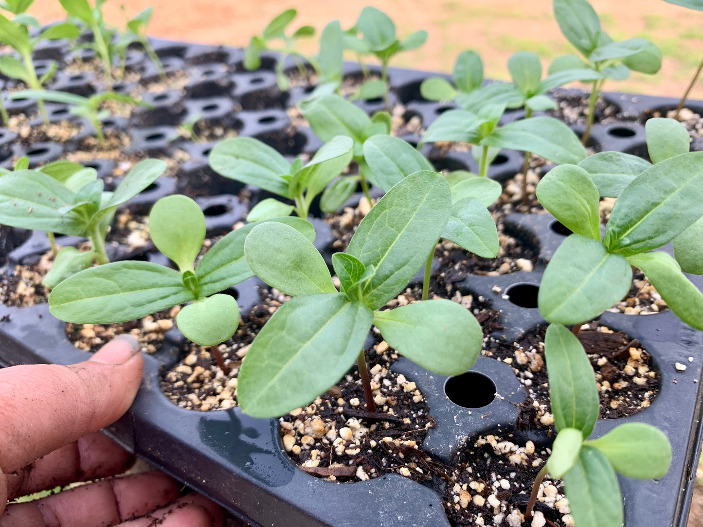 Jim Baggett's Choice Choice Zinnias