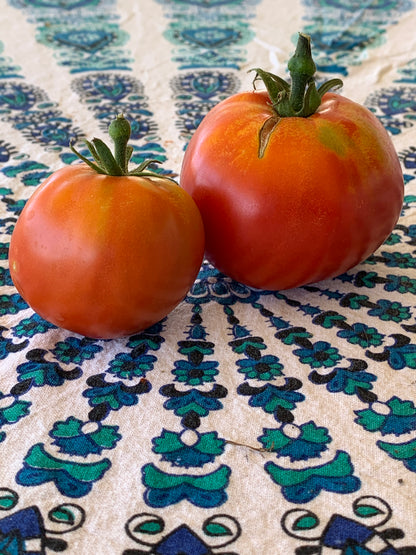 Slicer Tomato