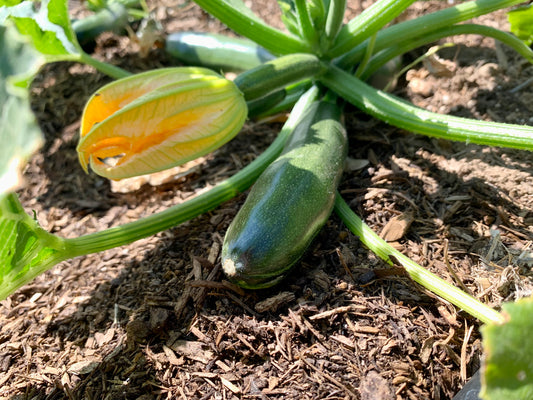 Dark Green Zucchini Squash – Fresh Produce