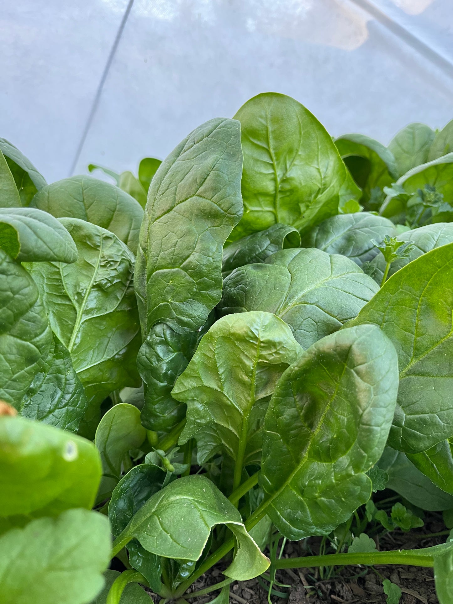 Fresh Spinach