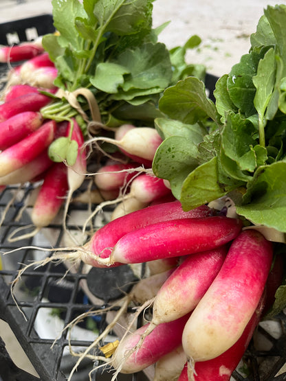 Fresh Radish