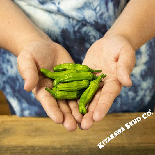 Shishito Pepper