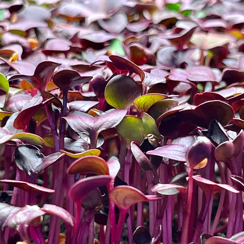 radish-microgreen-nutrition-how-good-are-radish-microgreens-for-you-home-microgreens