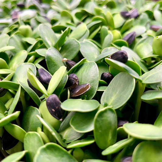 Sunflower Microgreens