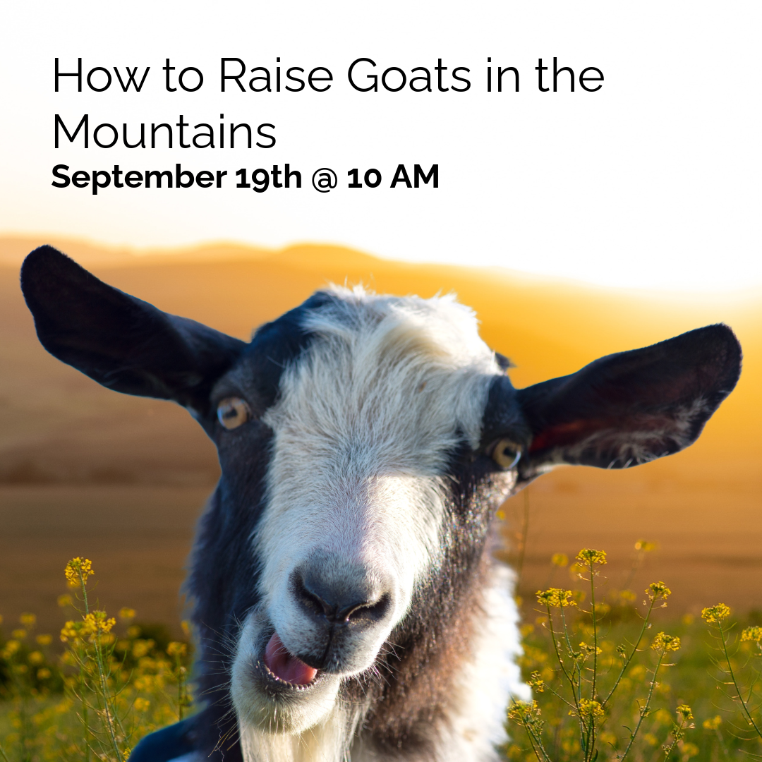 How to Raise Goats In The Mountains