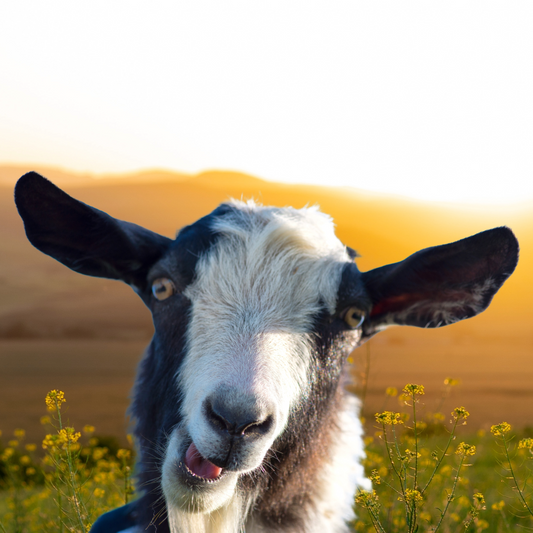 How to Raise Goats In The Mountains