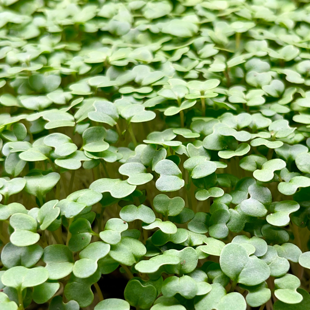 Wasabi Microgreens