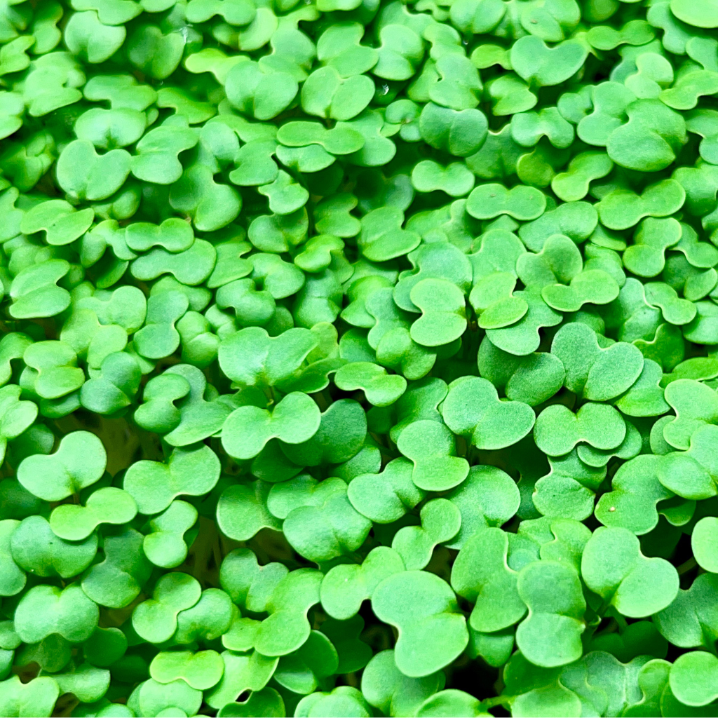 Wasabi Microgreens