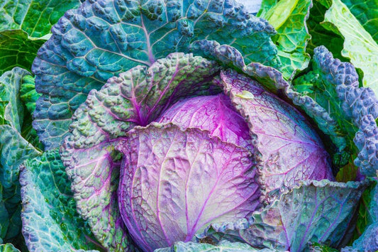 Red Acre Cabbage