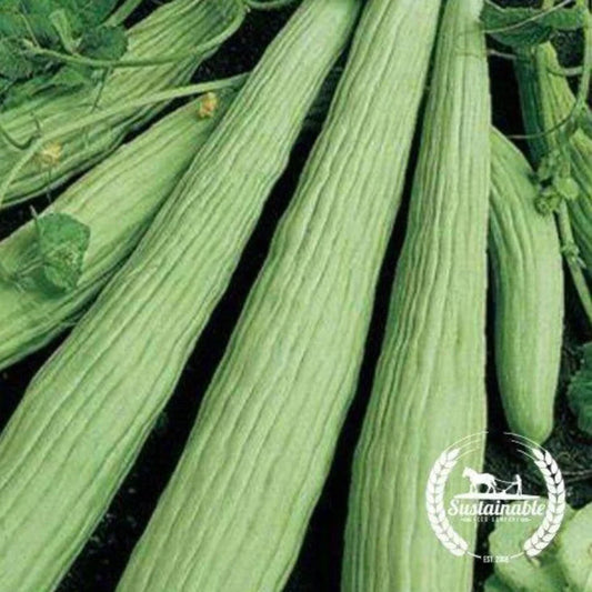 Armenian Cucumber