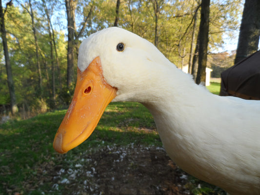 Farm Fresh Duck Eggs